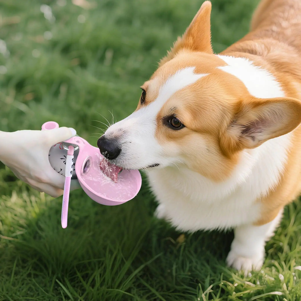 Gourde Portable 2-en-1 pour Chien – Inox & Silicone