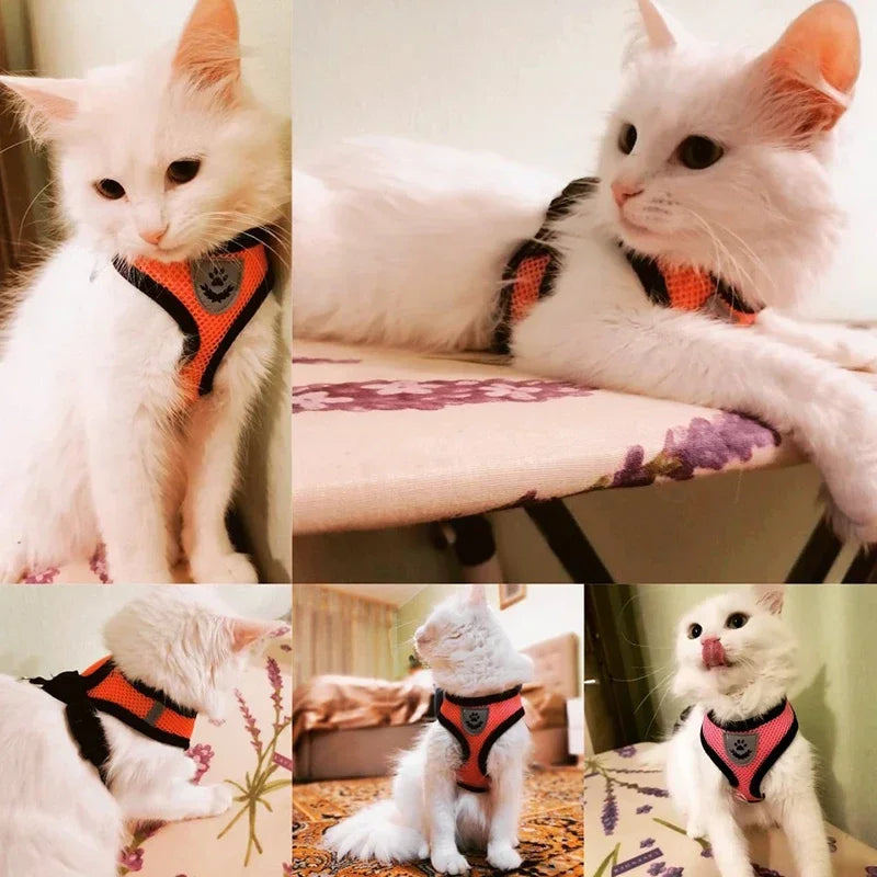 Harnais gilet pour chat – Laisse de promenade réglable
