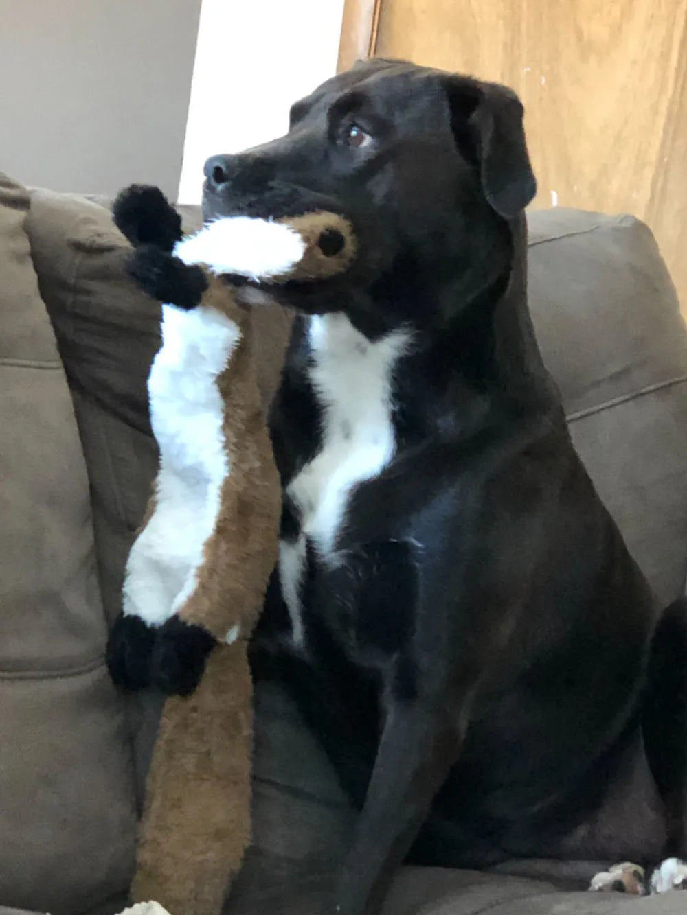 Jouet chien en peluche sans rembourrage avec couinement